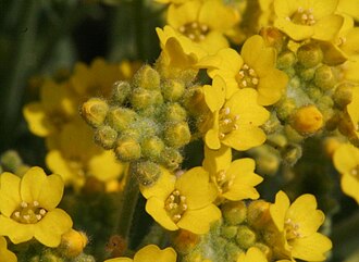 Alyssum