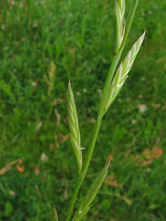 Annual ryegrass
