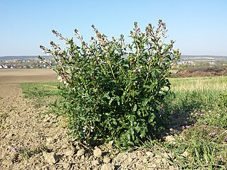 Arugula