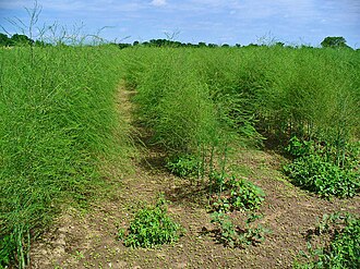 Asparagus