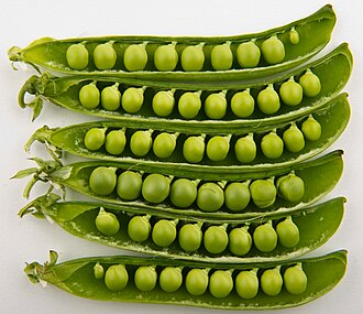 Austrian winter pea