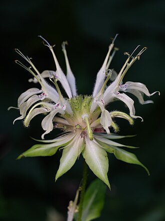 Bee balm