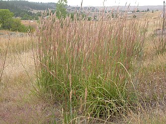 Big bluestem