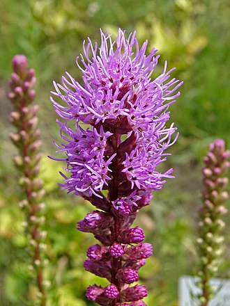 Blazing star