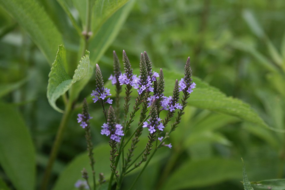 Blue vervain