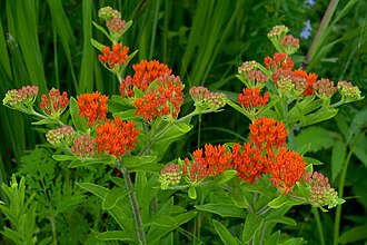 Butterfly weed