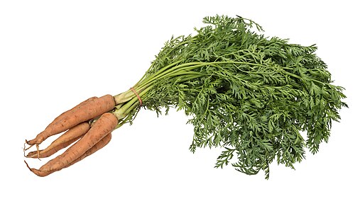 Carrot
