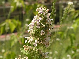 Catnip