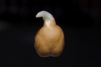 Chickpea