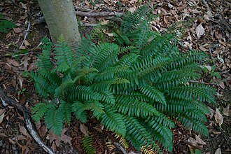 Christmas fern