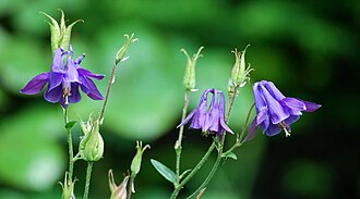 Columbine