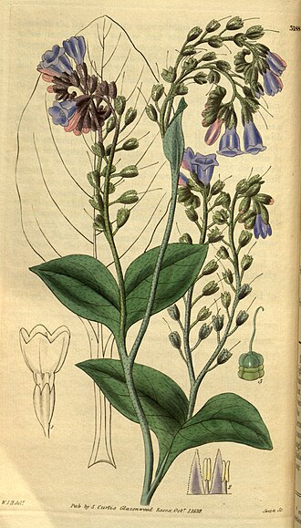 Comfrey