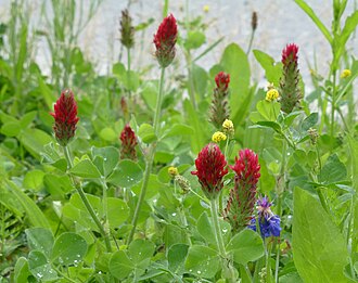 Crimson clover