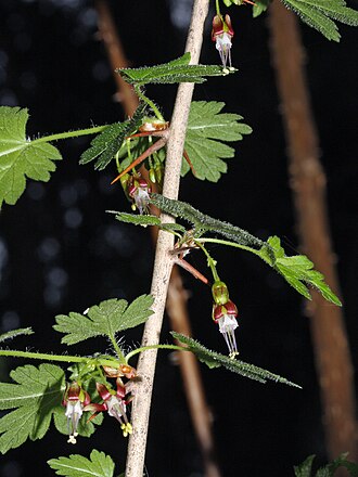 Currant