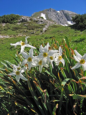 Daffodil