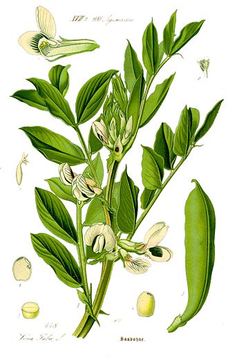 Fava bean