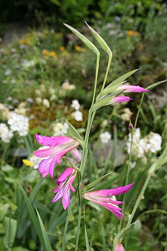 Gladiolus