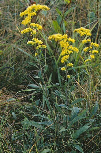 Goldenrod