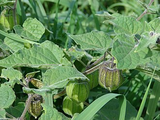 Ground cherry