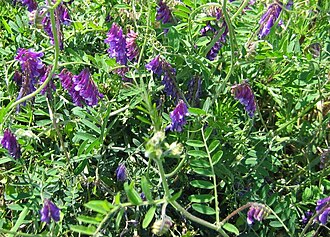 Hairy vetch