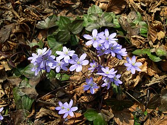 Hepatica