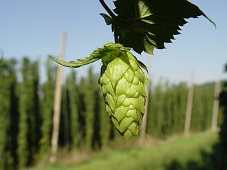Hops
