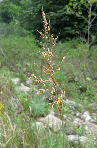 Indian grass