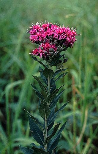 Ironweed