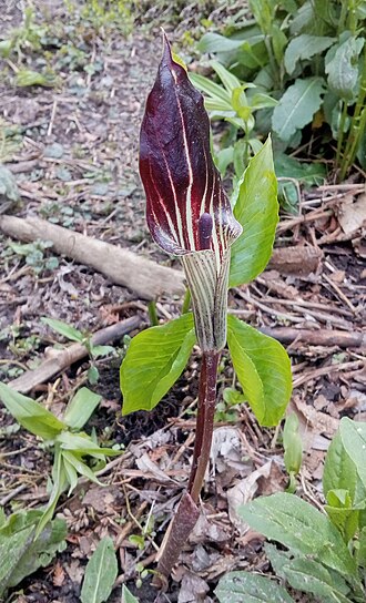Jack-in-the-pulpit