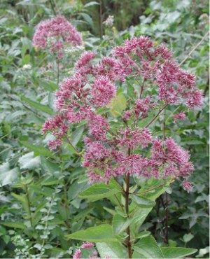 Joe-pye weed