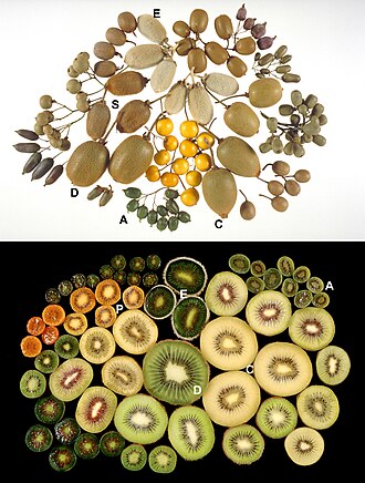 Kiwi