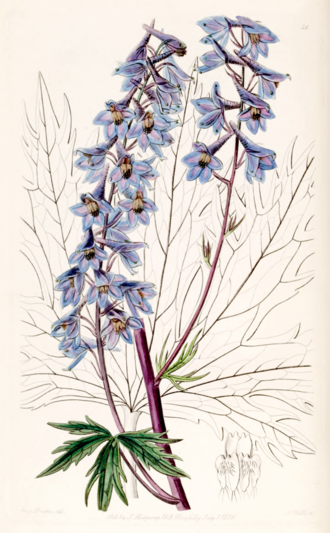 Larkspur