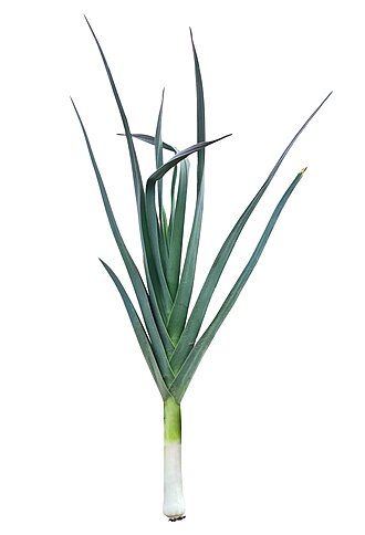 Leek