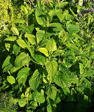 Lemon balm