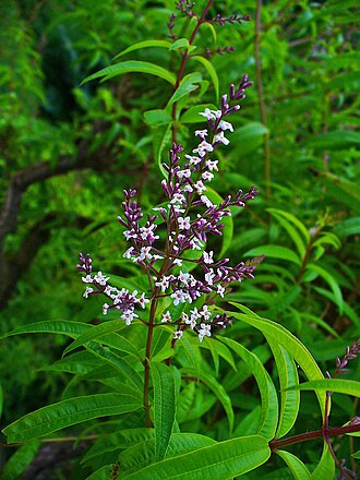 Lemon verbena