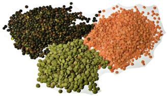 Lentil