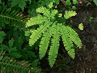 Maidenhair fern