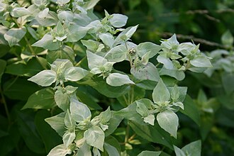 Mountain mint