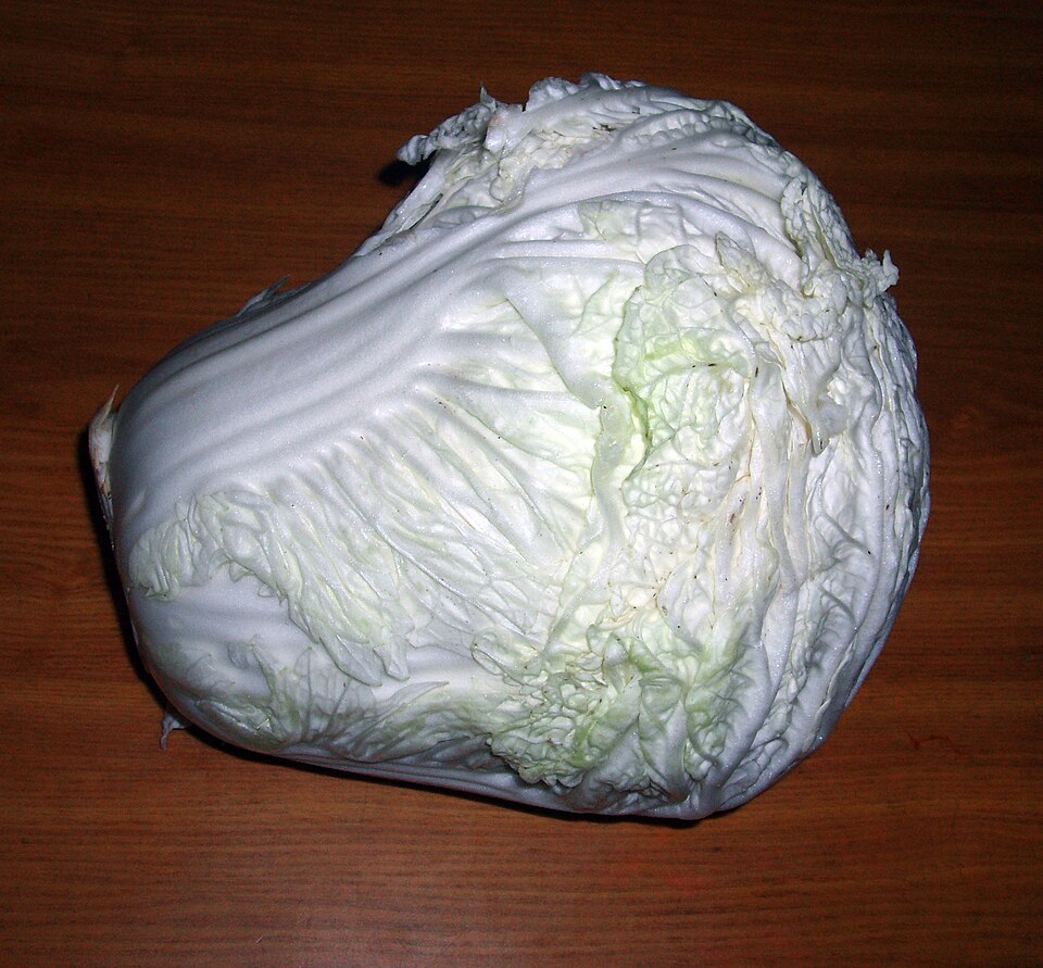 Napa cabbage