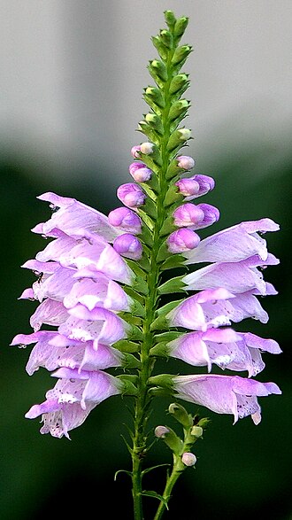 Obedient plant