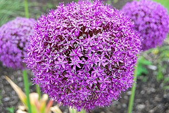 Ornamental allium