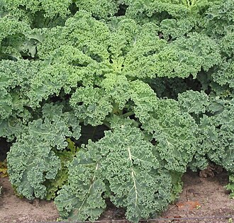 Ornamental kale