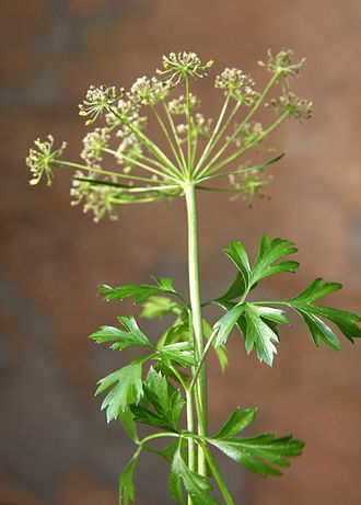 Parsley