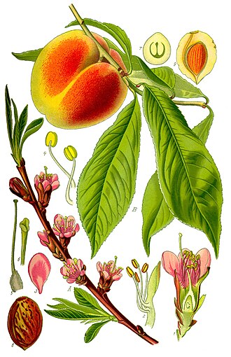 Peach