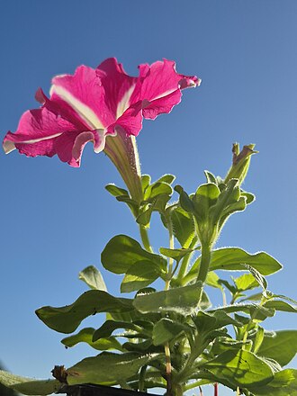 Petunia