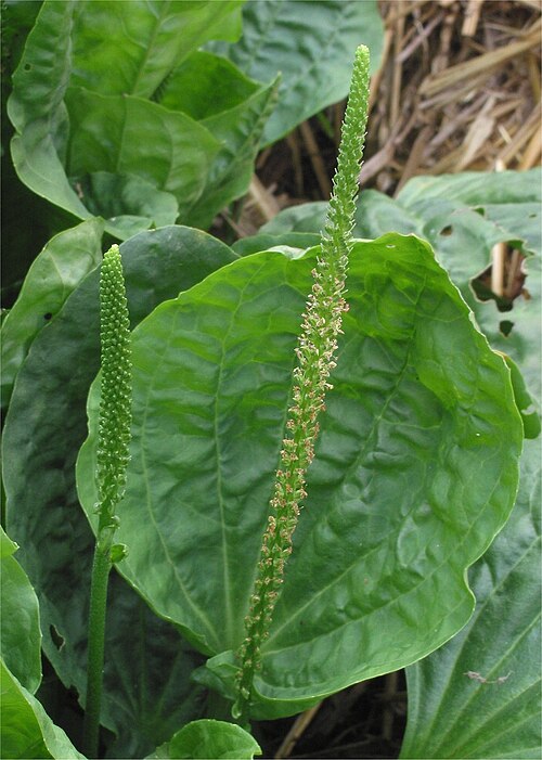Plantain (Broadleaf)