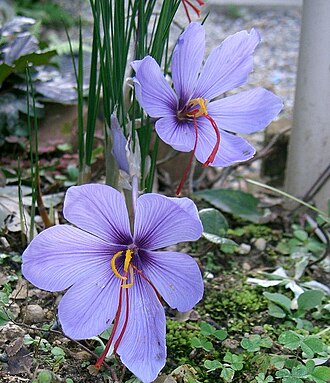 Saffron crocus
