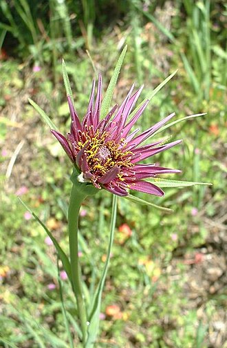 Salsify