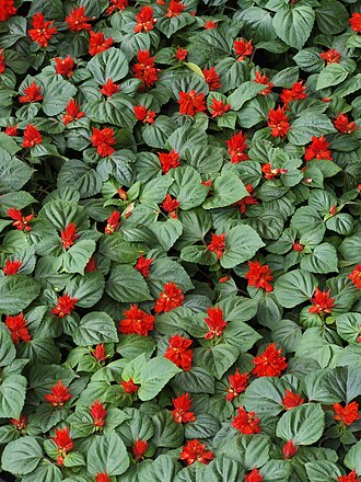 Salvia