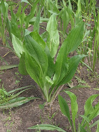 Scorzonera